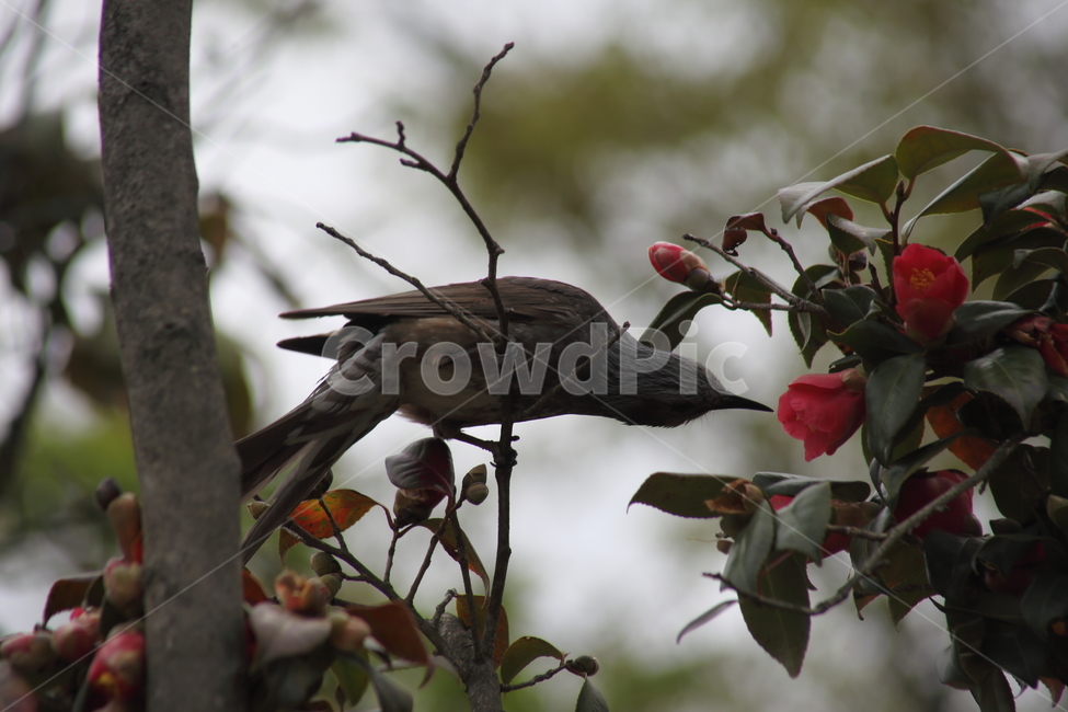 동백,직박구리,새,조류,brownearedbulbul,참새목