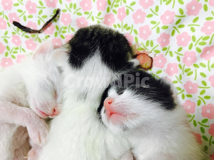 새끼고양이,고양이,냥이,고양이출생,고양이탯줄