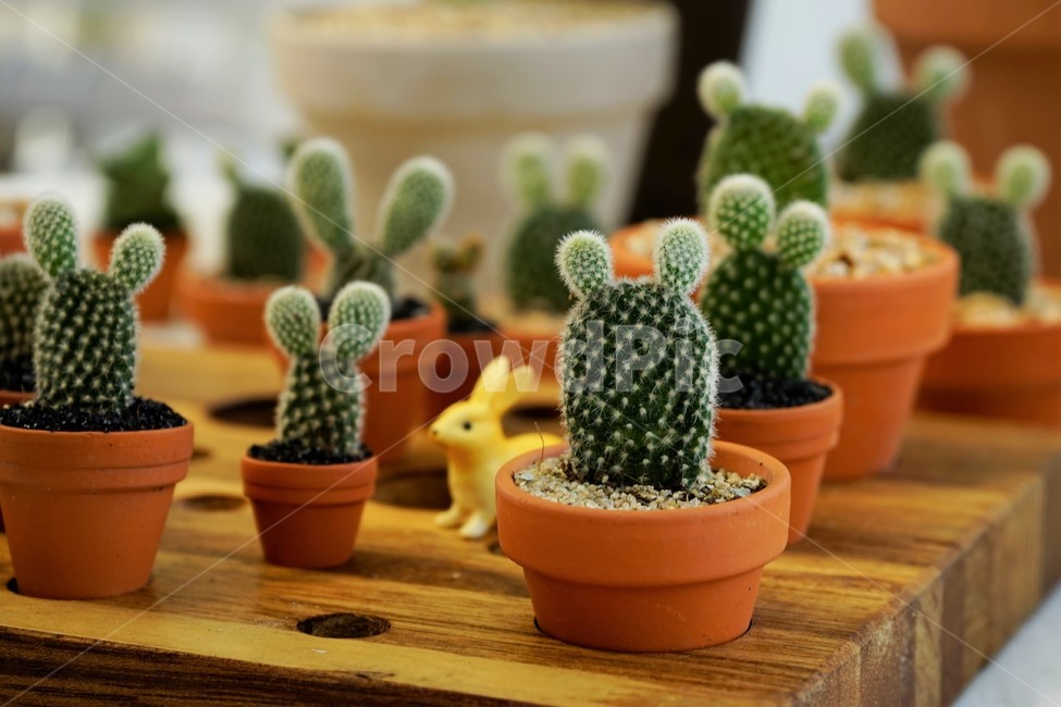 선인장,화분,토끼모양,식물,cactus,plant,귀,머리,가시,실내용화초,화분,화초,house plant