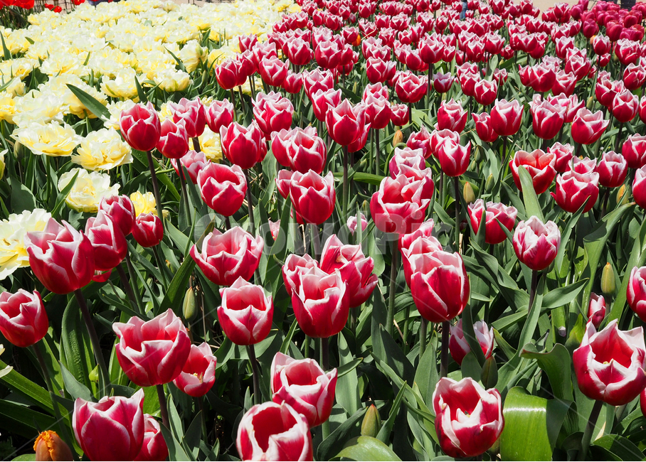 튤립,꽃,식물,봄,자연,계절,plants,spring,nature,flower,tullip,식물,자연,plants,nature,꽃,flower