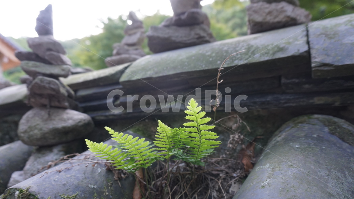 돌탑,담장,나무잎,새싹,기와,식물,자연,plants,nature,종교,신앙,religion,belief,faith