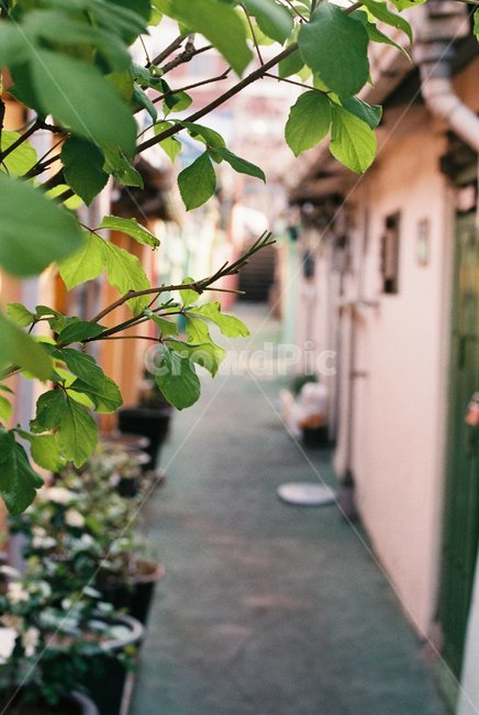 옛날골목,골목길,좁은길,마을길,추억,골목,옛날길,골목길,alley,식물,자연,plants,nature,감성,sensible,feeling,plant,leaf,잎