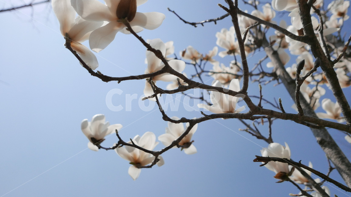 목련,봄,꽃,감성,하늘,spring,flower,bluesky,magnolia