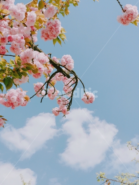 벚꽃,겹벚꽃,하늘,구름,감성,감성사진,봄,spring,flower,꽃,sky,nature,봄,계절,spring,season,식물,자연,plants,nature,꽃,flower,감성,sensible,feeling,plant
