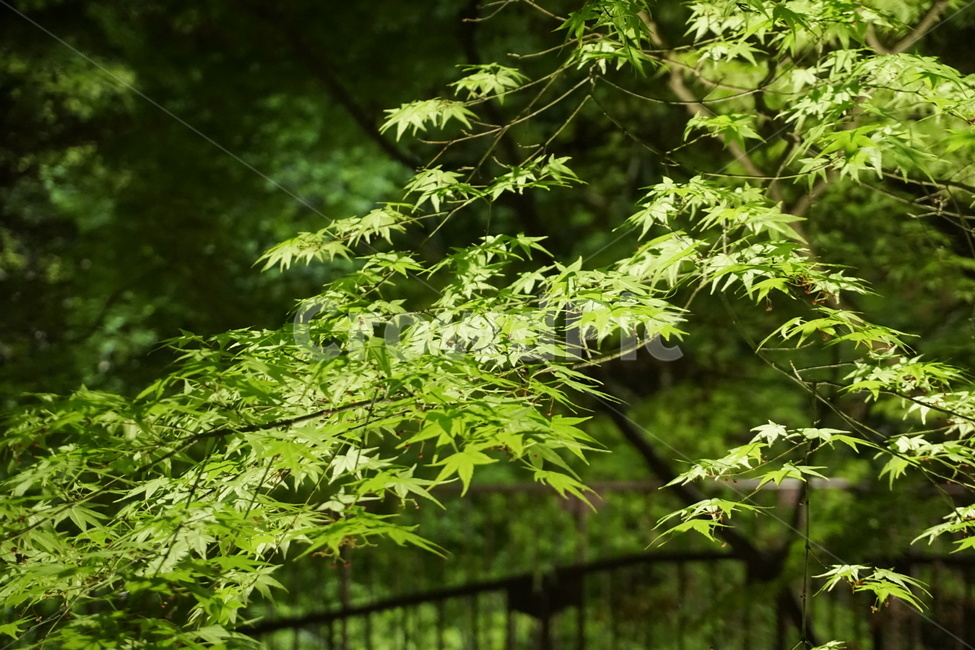 단풍,나무,밤,자연,봄,maple,tree,night,nature,spring,식물,자연,plants,nature