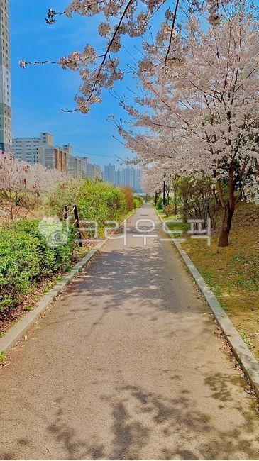 flower, 꽃, city, 도시, path, 사진,이미지,일러스트,캘리그라피 - KIENAS작가