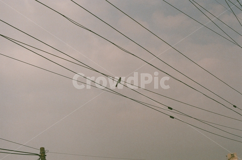 케이블,cable,powerlines,전력선,송전탑,electrictransmissiontower,새,bird