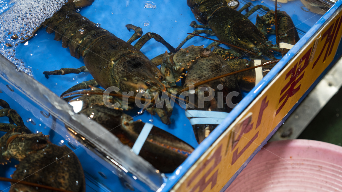 랍스터,lobster,food,음식,animal,동물,sealife,해양생물,seafood,해물,어촌,시장,마트,마켓,market,mart,market place