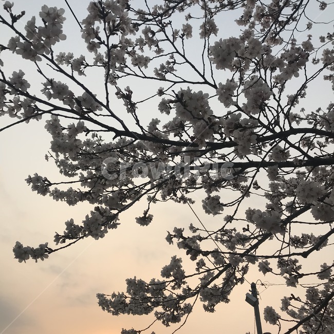 식물,벚꽃,봄,하늘,plant