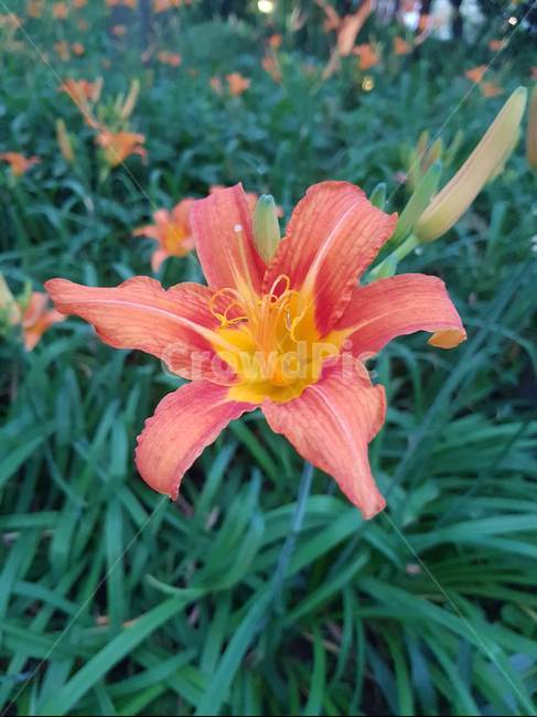 꽃,식물,핑크,예쁜,자연,flower,꽃밭,꽃다발,식물,자연,plants,nature,꽃,flower
