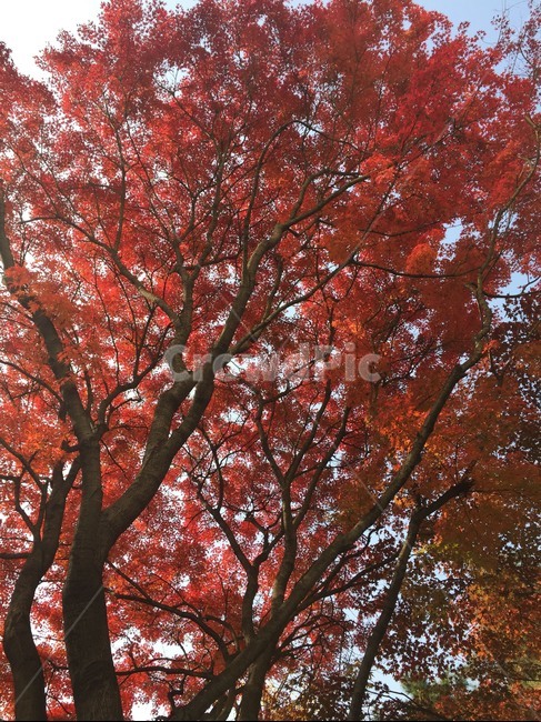 낙엽,가을,계절,나무,잎,나뭇잎,가을,계절,fall,autumn,season,식물,자연,plants,nature,나무,trees,wood,tree,plant,maple,단풍