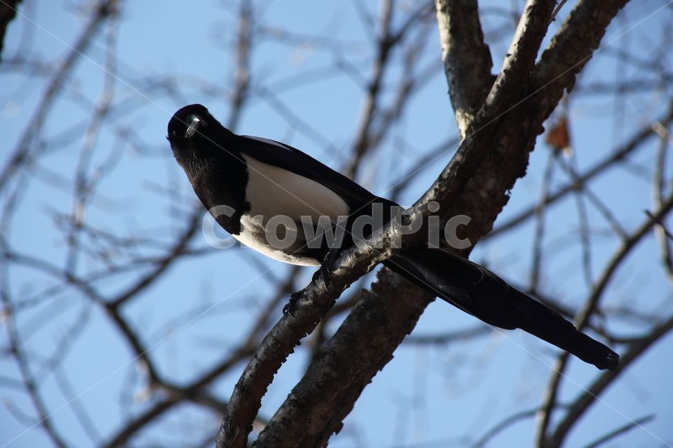 animal,동물,bird,새,까치