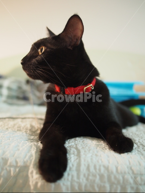 고양이,검은고양이,반려동물,애완동물,pet,cat,노란눈,동물,animal,포유류,mammal,고양이,cat,kitten,kitty