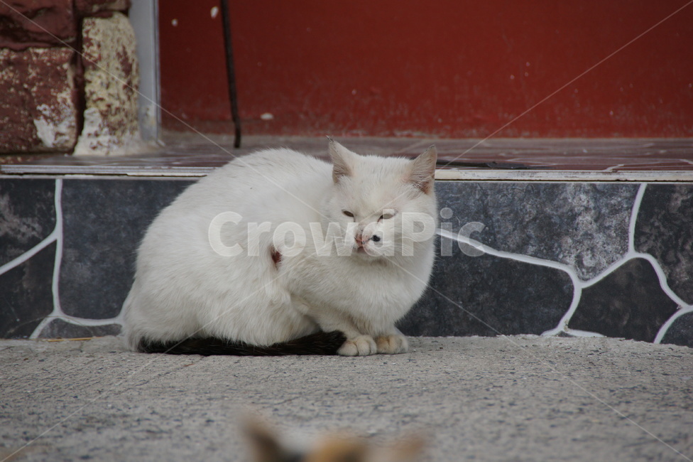 animal,동물,cat,pet,포유류,mammal,애완동물,고양이,길고양이,코리아숏헤어,코숏,동물,animal,포유류,mammal,고양이,cat,kitten,kitty