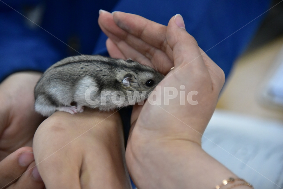 햄스터,동물,애완동물,포유류,펫,귀여움,귀여운,hamsters,mammals,pets,pet,cute,동물,animal,포유류,mammal