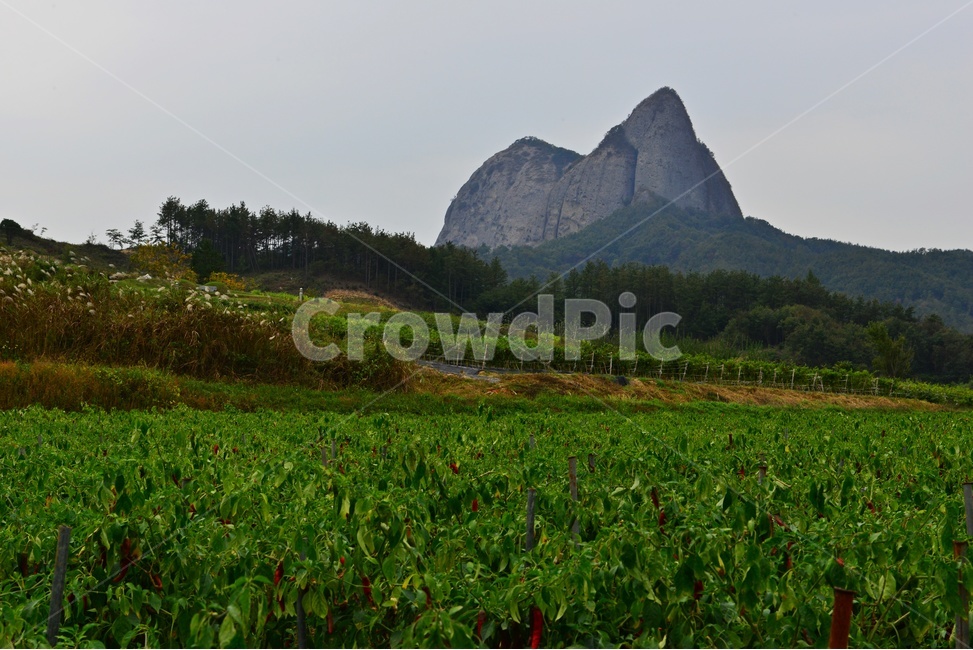 전북,진안,마이산,농업,농사,경작,가을,계절,nature,자연,outdoors,옥외,field,들,고추밭,자연,풍경,nature,landscape