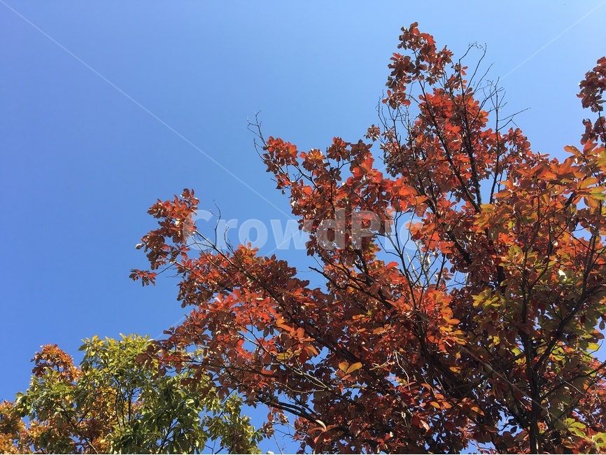 가을,단풍,하늘,자연풍경,맑음,가을,계절,fall,autumn,season,식물,자연,plants,nature,나무,trees,wood,plant,leaf,잎,tree