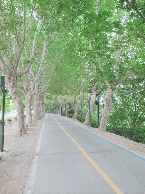 담양,관방제림,나무,도로,식물