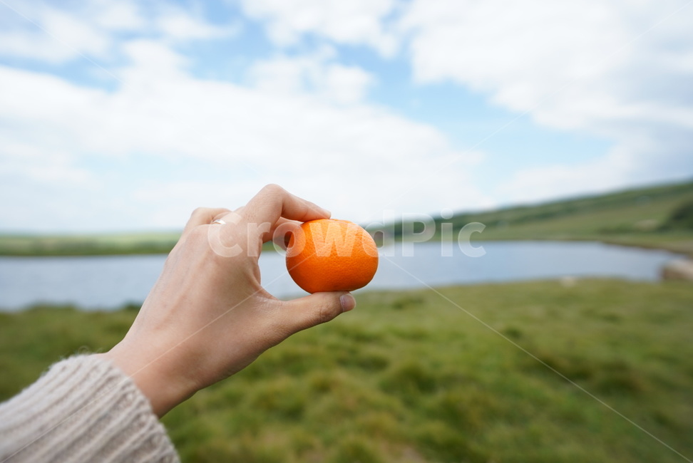 귤,과일,fruit,손,자연