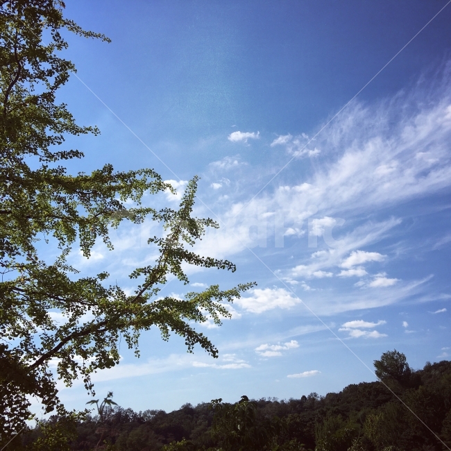 가을,가을하늘,둘레길,안산,걷기,산책,하늘,감성,감성사진,휴식,자연,풍경,nature,landscape,tree,나무,plant,식물,fir,전나무