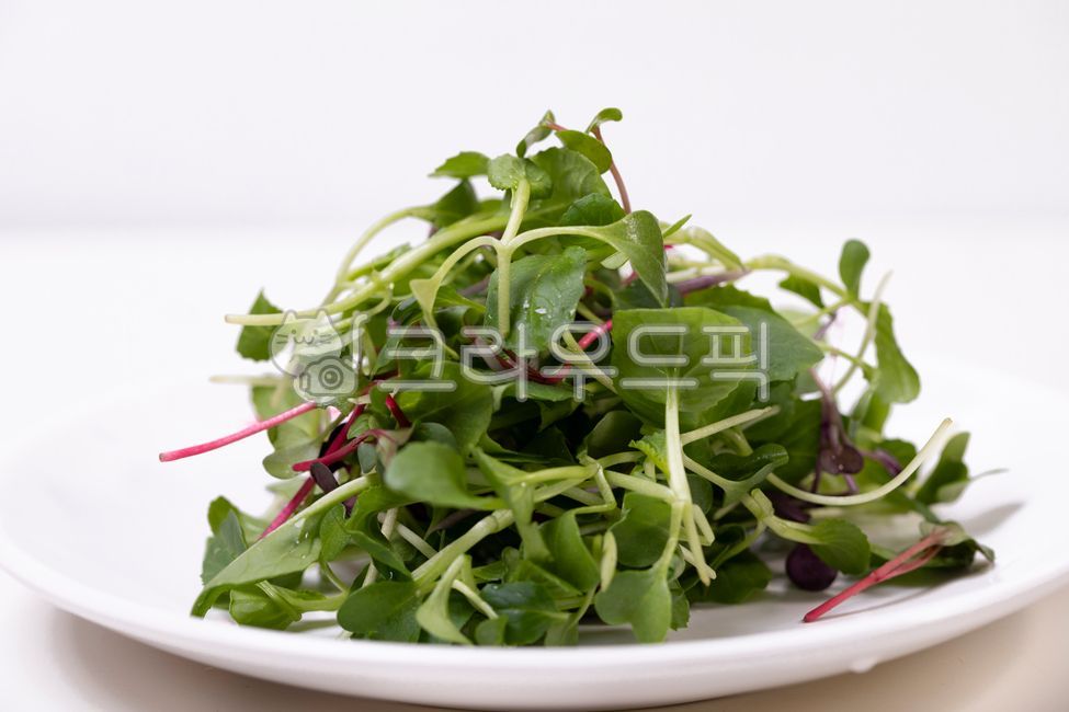 새싹,샐러드,후레쉬,푸드,잎파리,풋,야채,채소,매크로,음식,식재료,요리,food,cook,meal,dishes,food reserves,채소,야채,vegetables