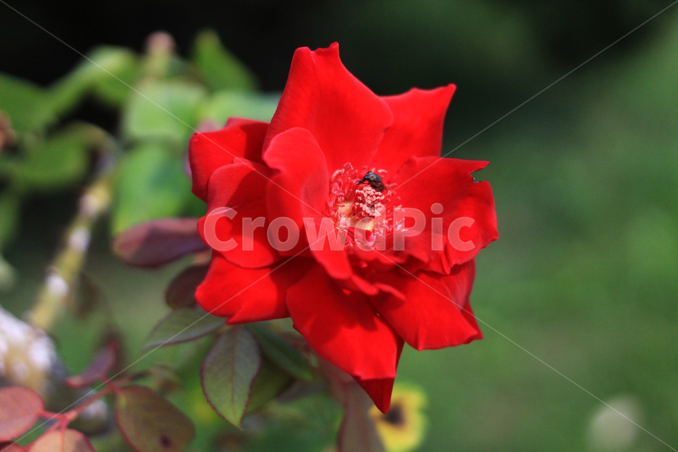 장미,파리,plant,식물,blossom,rose,빨간꽃,flower,꽃,red,자연,식물,자연,plants,nature,꽃,flower