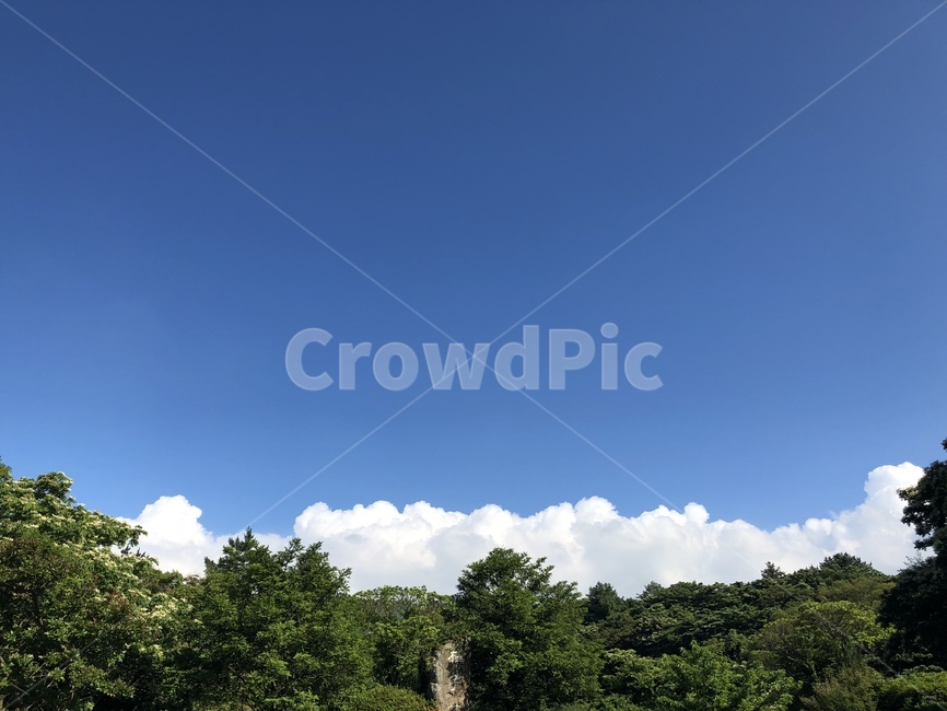 제주도,하늘,여름하늘,자연,파란하늘,흰구름,초록나무,자연색,자연,풍경,nature,landscape,outdoors,옥외