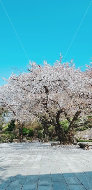 벚꽃,식물,자연,봄,나무,식물,자연,plants,nature,꽃,flower,나무,trees,wood