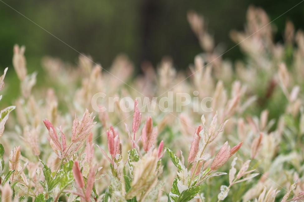 꽃,봄,여름,수목원,자연,봄,계절,spring,season,식물,자연,plants,nature,꽃,flower,grass,잔디,plant,lawn