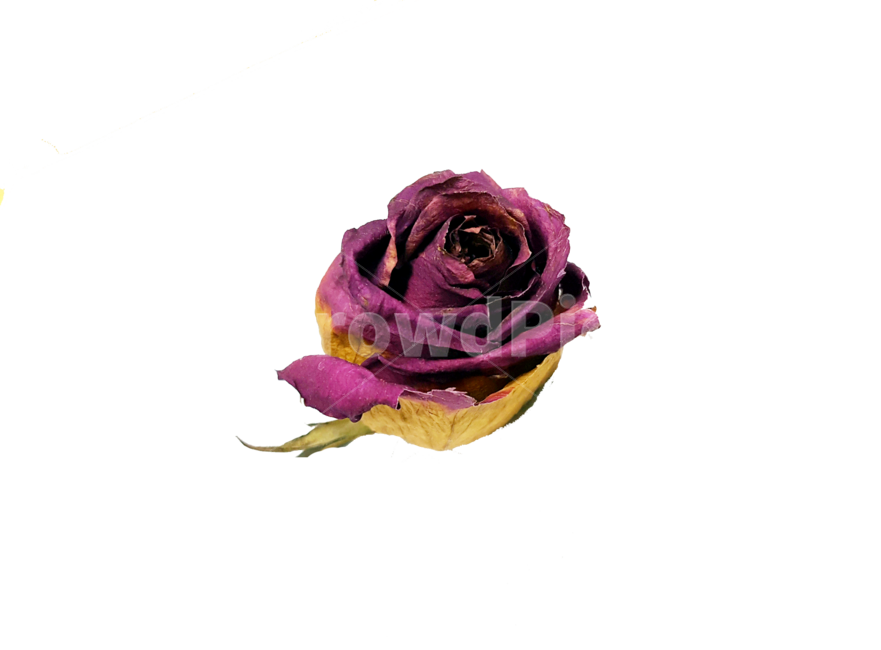 blossom,rose,장미,plant,꽃,flower,식물,마른장미