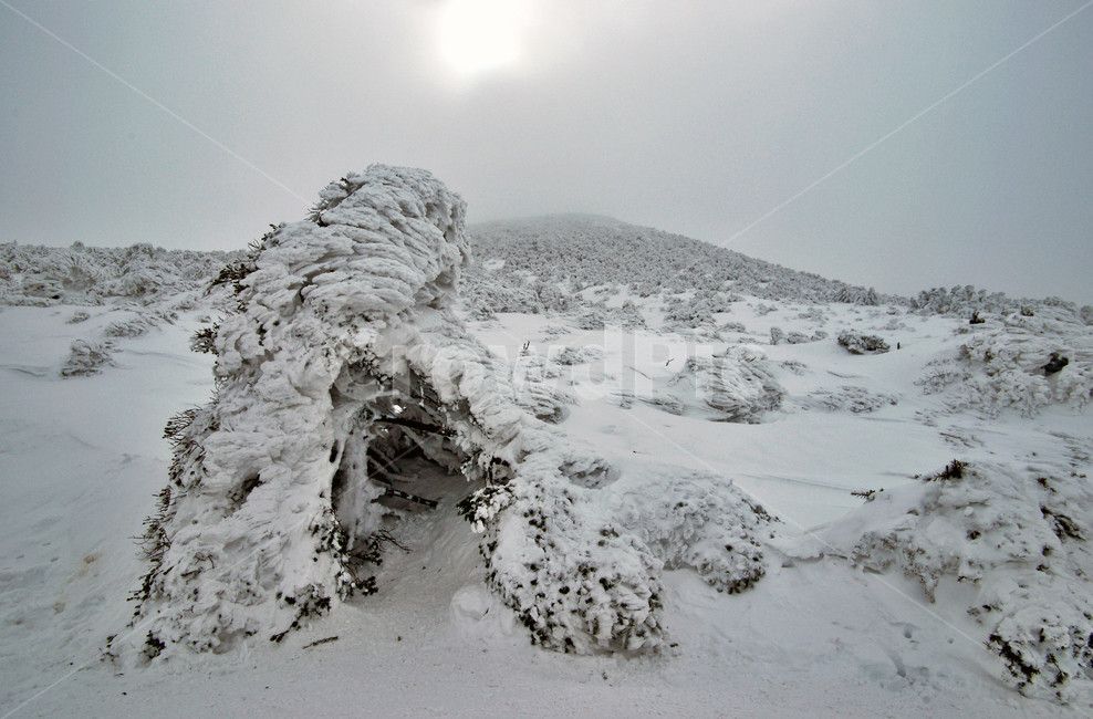 한라산,제주도,영실코스,설경,설화,겨울,겨울,계절,winter,season