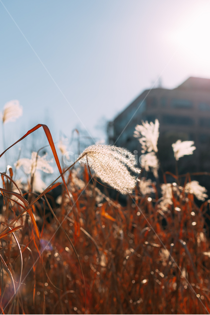 가을,억새,하늘,식물,자연,plants,fall,autumn,갈대,landscape,blue,nature,korea,배경화면,plant,grass,잔디,lawn,reed