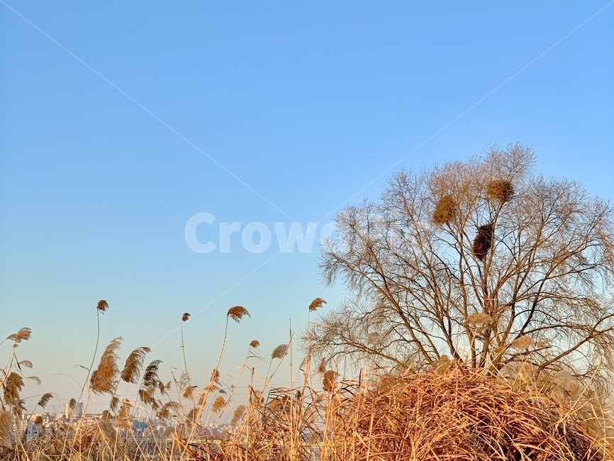 grass,plant,식물,lawn,잔디,reed,갈대,갈대밭,갈댓잎,억새,하늘,sky,한강,공원,park,river,가을,계절,fall,autumn,season,나무,trees,wood