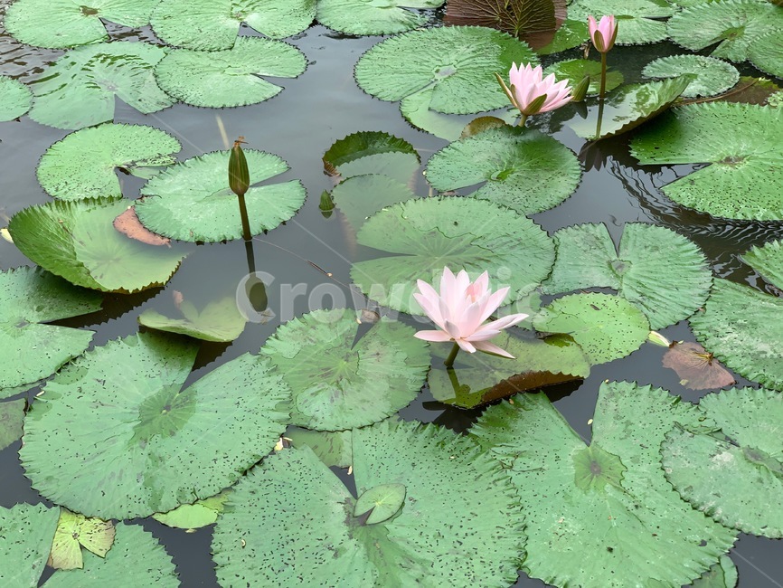 식물,plant,꽃,연꽃,flower,blossom,연잎,식물,자연,plants,nature,꽃,flower