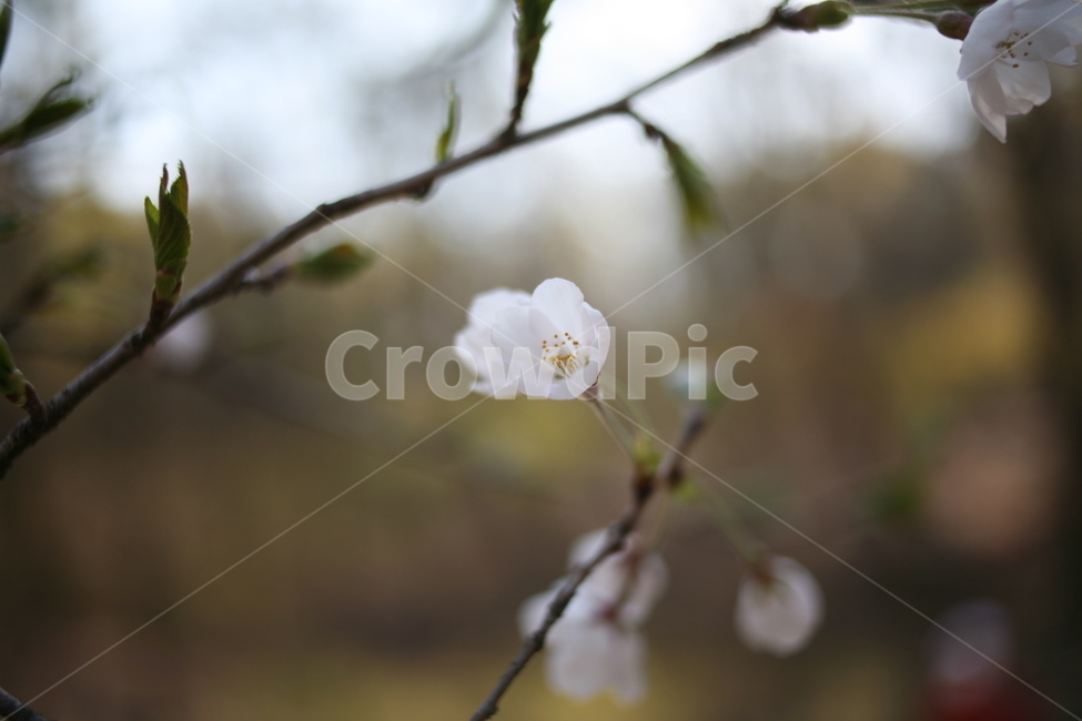 꽃,벚꽃,flower,cherryblossom,blossom
