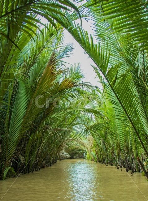 자연,풍경,메콩강,river,베트남,자연,풍경,nature,landscape,해외,외국,세계,foreign,oversea,world,vegetation,초목,plant,식물,green,초록,tree,나무,outdoors,옥외,land,땅,rainforest,열대 우림