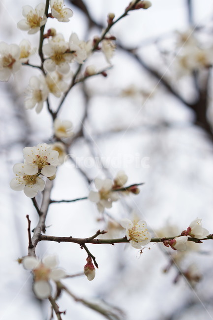 벚꽃,벗꽃,봄,흰색,흰꽃,봄꽃,아웃포커싱,사쿠라,꽃나무,plant,식물