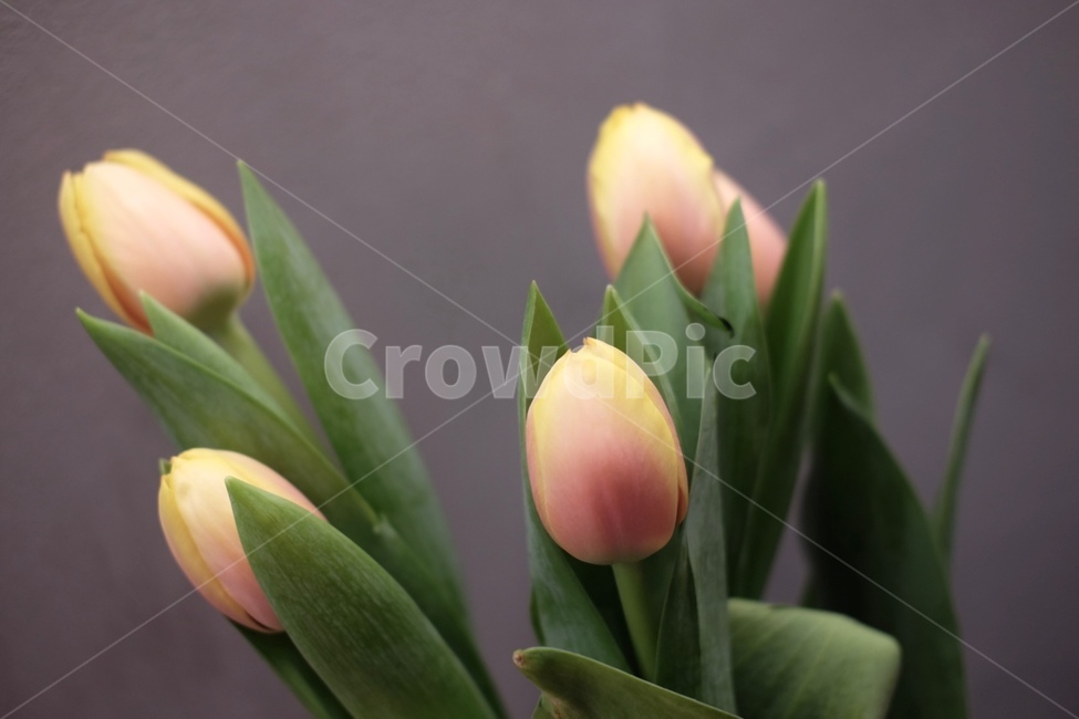 꽃,자연,녹색,green,flower,꽃,flower