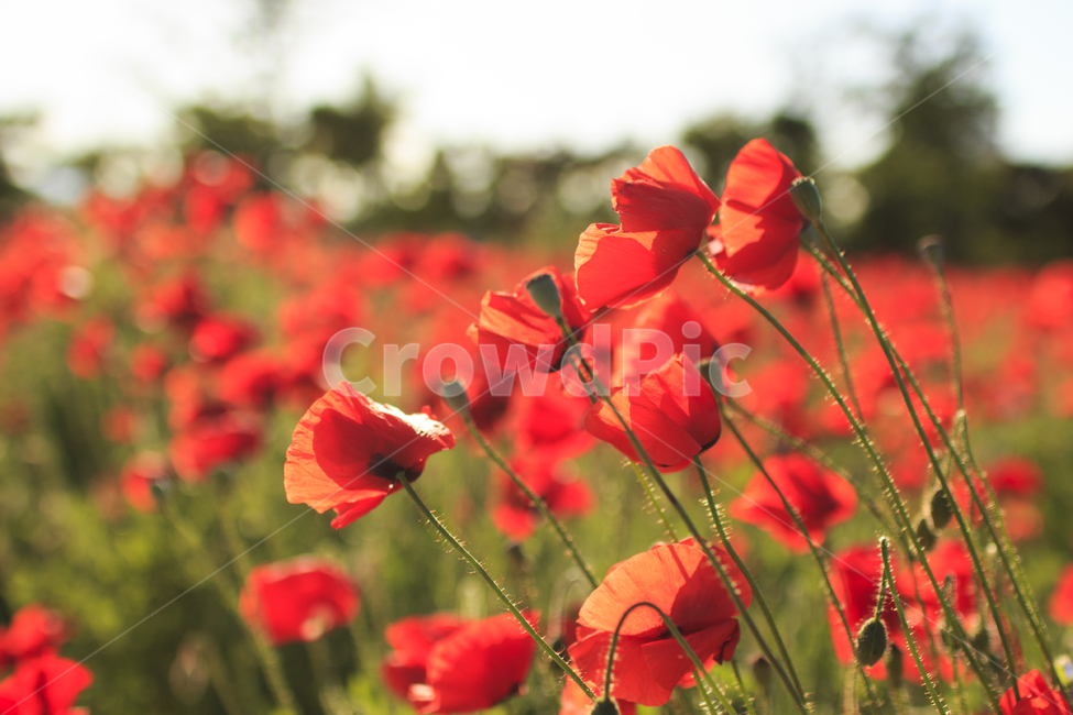 양귀비,꽃,flower,poppy,red,빨간꽃,붉은색,식물,자연,plants,nature,꽃,flower