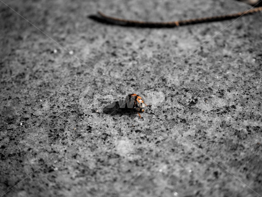 무당벌레,곤충,벌레,bug,ladybug,점박이,벅스라이프,동물,animal,곤충,벌레,insect,bug