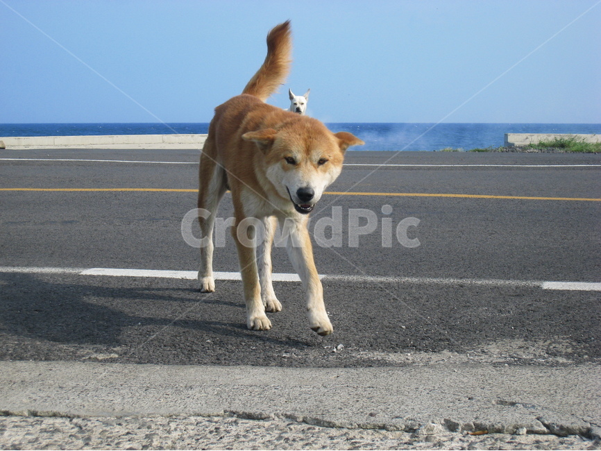 도로,길,개,강아지,누렁이,흰개,바다,하늘,road,dog,sea,sky,동물,animal,포유류,mammal,개,강아지,dog,doggy