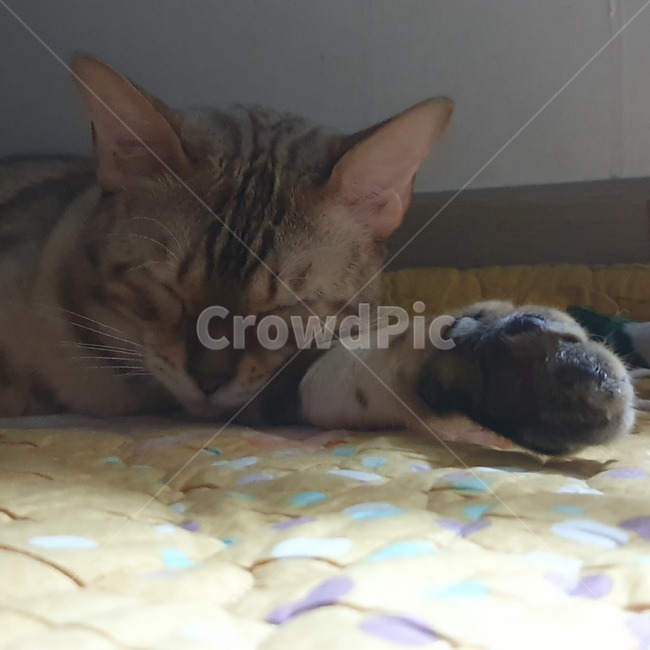 자고있는고양이,포유류,발바닥,눈감은고양이,휴식