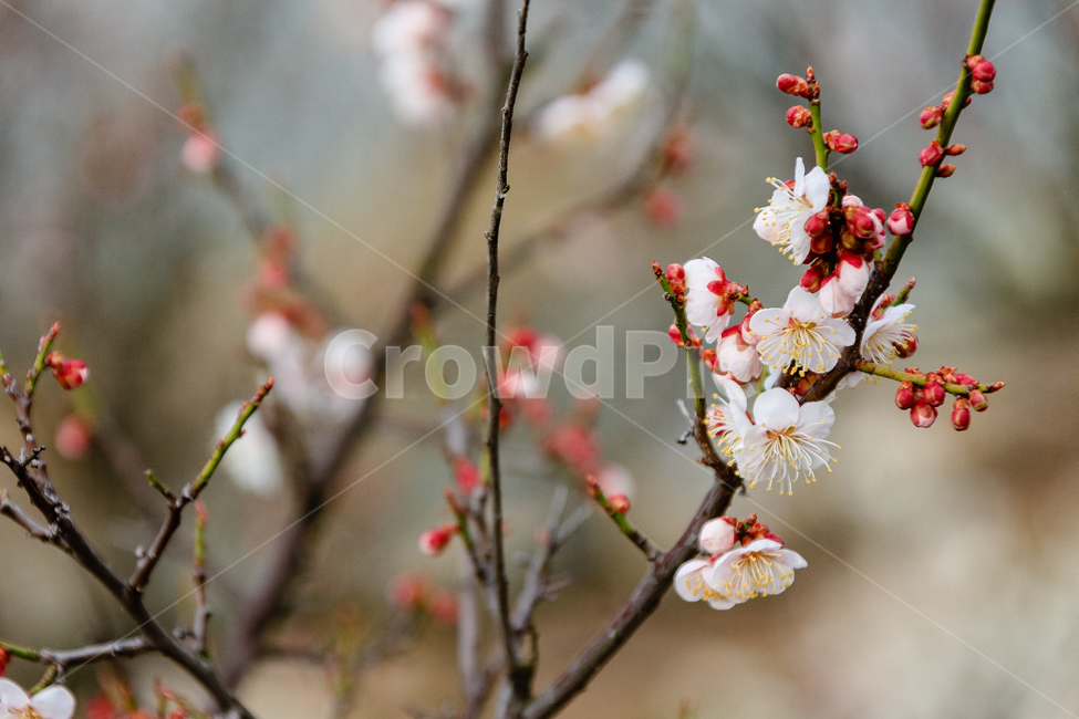 매화,홍매화꽃,담홍색,봄,꽃,꽃잎,봄,계절,spring,season,식물,자연,plants,nature,꽃,flower,plant