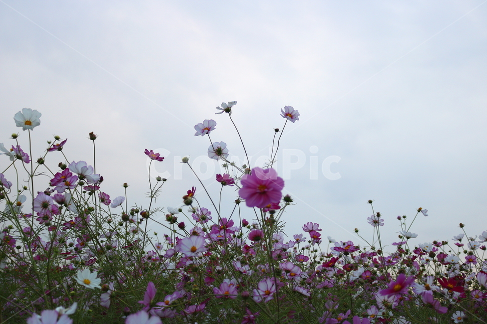 코스모스,꽃,코스모스꽃,식물,자연,야생화,들꽃,가을,국화과,가을,계절,fall,autumn,season,식물,자연,plants,nature,꽃,flower,geranium,제라늄,blossom,plant