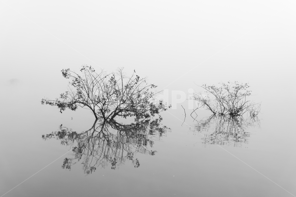 nature,자연,반영,흑백,앙상,자연,풍경,nature,landscape,식물,plants,나무,trees,wood