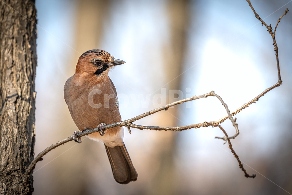 어치,까마귀과,새,산새,텃새,동물,animal,조류,새,birds