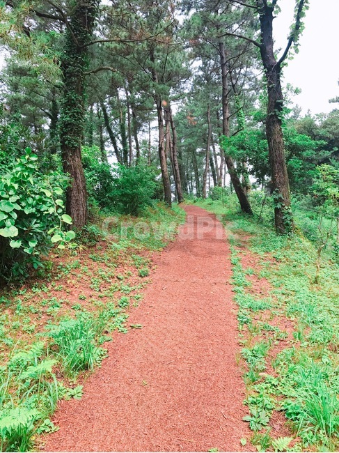 제주올레길,제주도,산,숲속,제주풍경