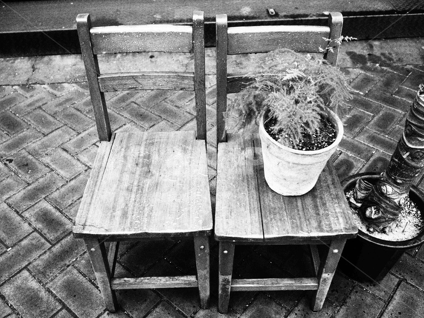 의자,식물,흑백사진,빈자리,나무의자,쉼,흑백,모노톤,monochrome,black and white