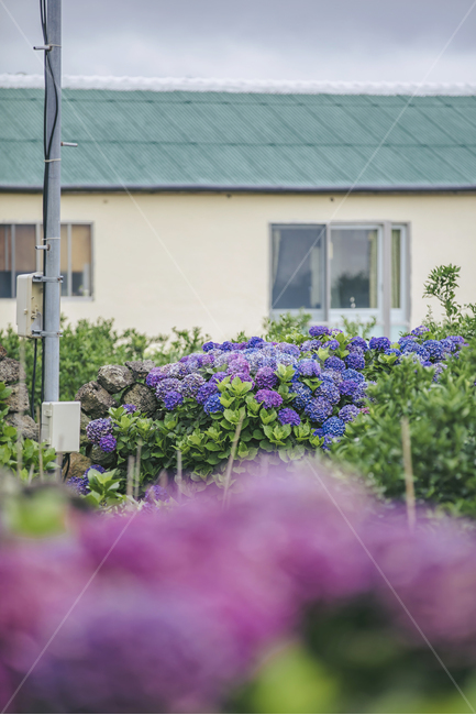 수국,여름,제주,제주도,시골,계절,season,대한민국,제주특별자치도,마을,초록,컬러,vegetation,plant,초목,bush,부시,blossom,식물,flower,꽃,식물,자연,plants,nature,꽃,flower