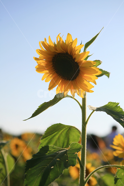 해바라기,꽃,sunflower,flower,plant,여름,파란하늘,하늘,여름하늘,노란꽃,계절,season,기다림,꽃말,자연,nature,긍정,blossom,식물,자연,plants,nature,꽃,flower